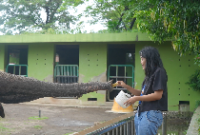 1769403884311-pengunjung-memberi-makan-gajah-di-kbs-1769246762474_43