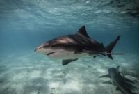 1769425503863-hiu-banteng_43