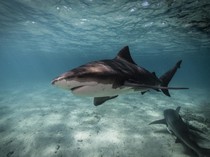 1769425503863-hiu-banteng_43