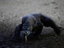 1769425513724-2bf5b023-6154-40b7-8043-4908d2adbf1d_43