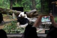 1769447104963-warga-jepang-berpamitan-dengan-panda-raksasa-terakhir-1769412553552_43