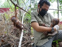 1769511913880-bayi-orang-utan-jack-dipangku-artis-ramon-y-tungka-di-pps-longsam-kampung-merasa-berau-1769420935204_43